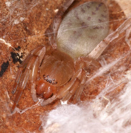 Clubiona ZZ554