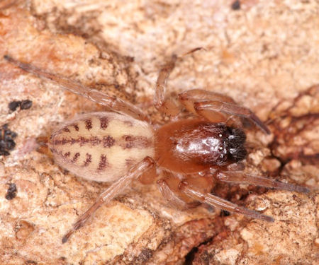 Clubiona ZZ558