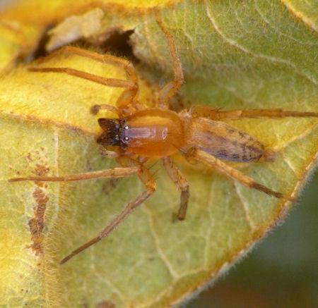 Clubiona modesta