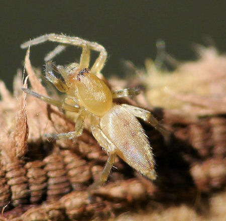 Clubiona robusta