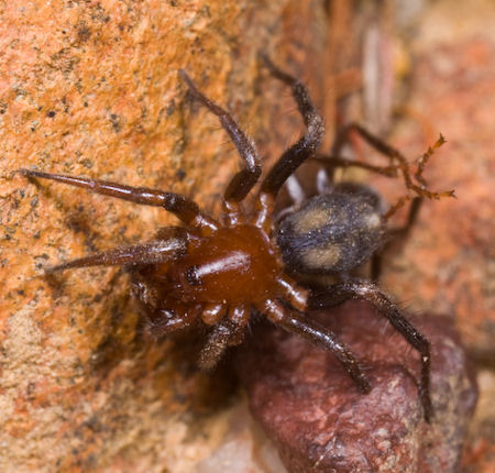 Eilica ZZ424