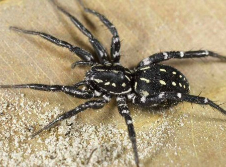Nyssus albopunctatus 