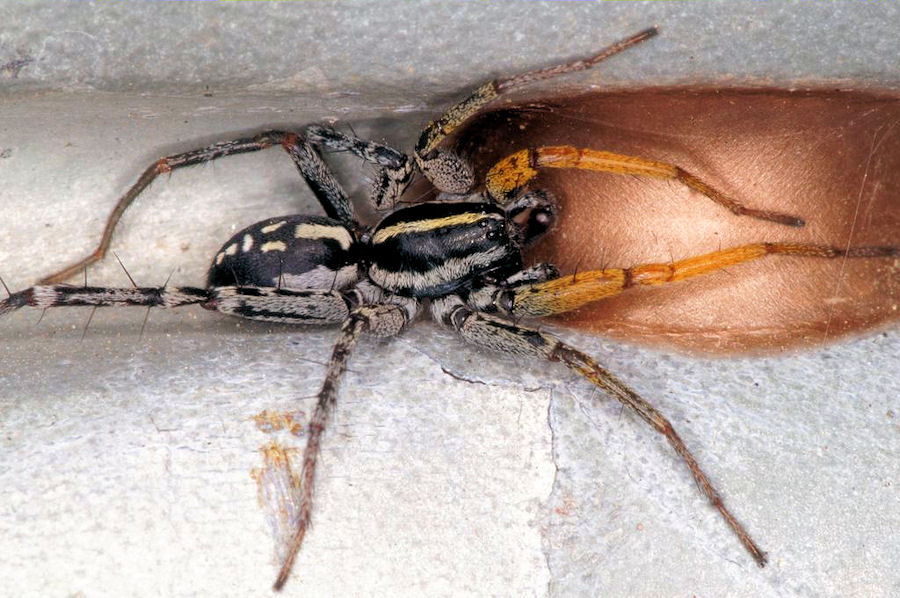 Nyssus coloripes