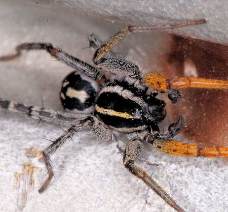 Nyssus coloripes