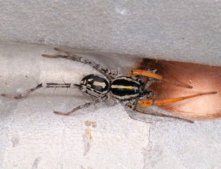Nyssus coloripes