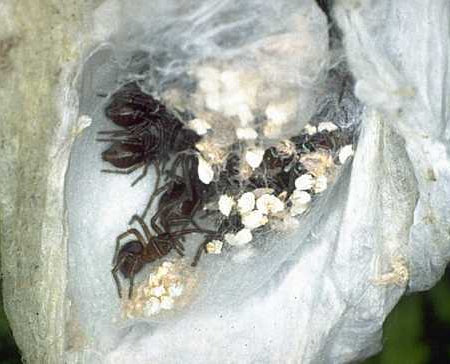 Gnaphosidae youngsters