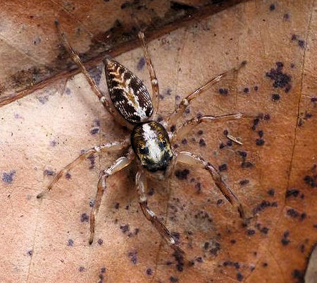 Adoxotoma nodosa