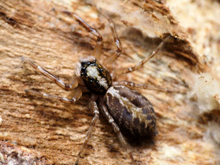 Adoxotoma nodosa
