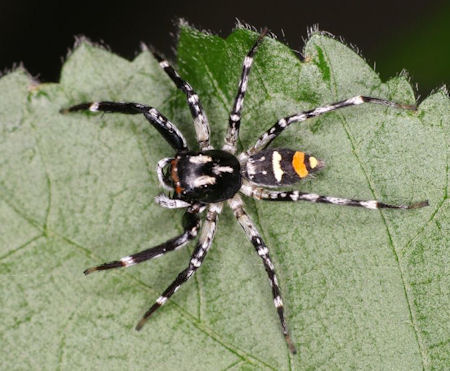 Astia hariola