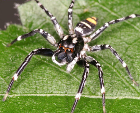 Astia hariola