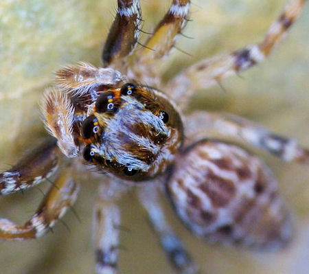 Astia nodosa