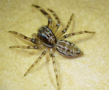 Astia nodosa