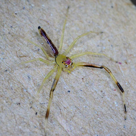Astilodes mariae