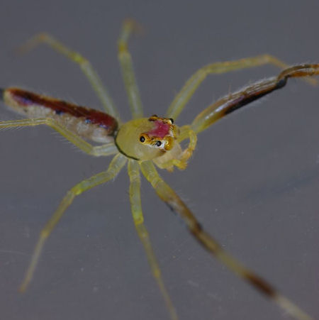 Astilodes mariae 