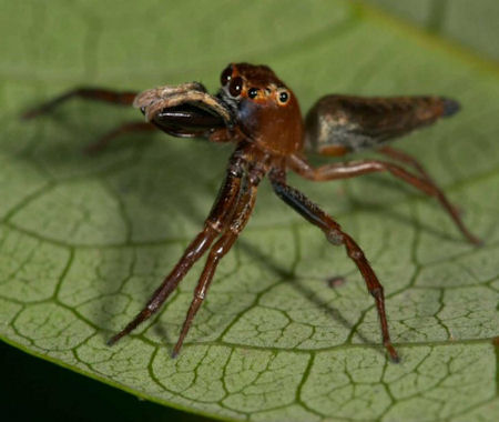 Bathippus montrouzieri