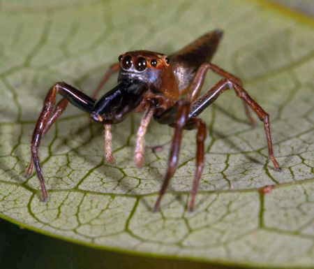 Bathippus montrouzieri