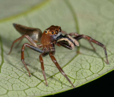 Bathippus montrouzieri