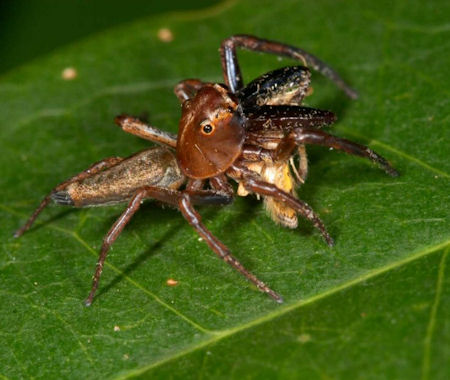 Bathippus montrouzieri