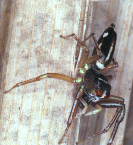 Cosmophasis baehrae?