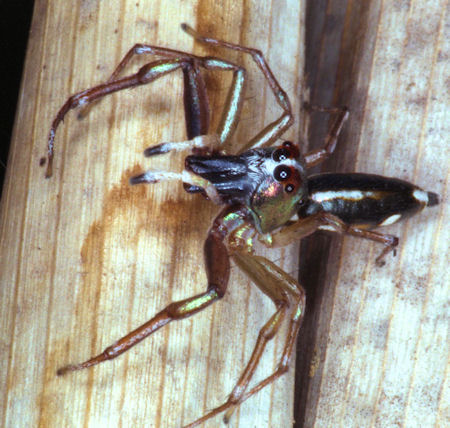 Cosmophasis baehrae?