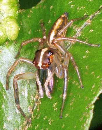 Canama hinnuleus?