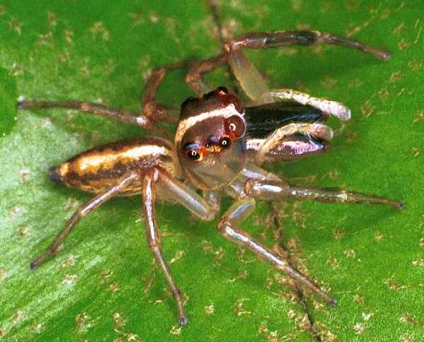 Canama hinnuleus?