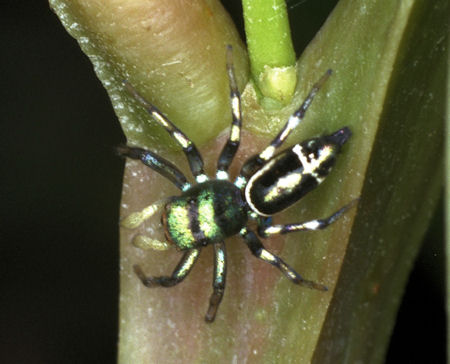 Cosmophasis_ZZ059_F0680