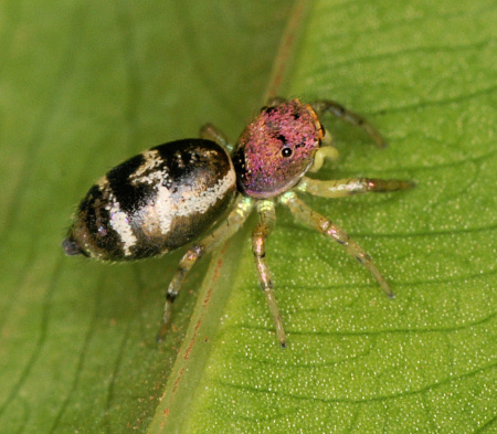 Cosmophasis baehrae