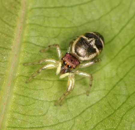 Cosmophasis baehrae