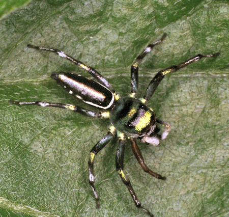 Cosmophasis micans