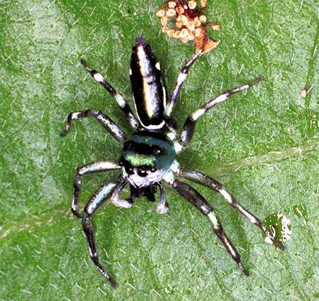 Cosmophasis micans