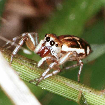 Cosmophasis baehrae