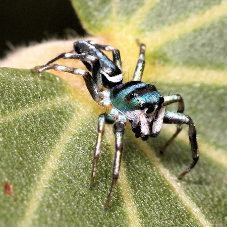 Cosmophasis micarioides