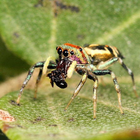 Cosmophasis micarioides