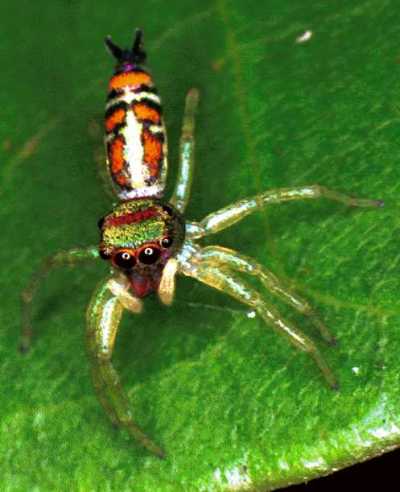 Cosmophasis micarioides