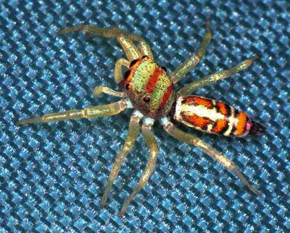 Cosmophasis micarioides