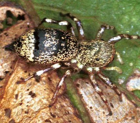 Cosmophasis micans