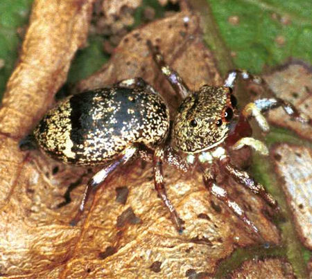 Cosmophasis micans