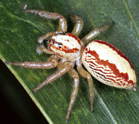 Cytaea alburna 