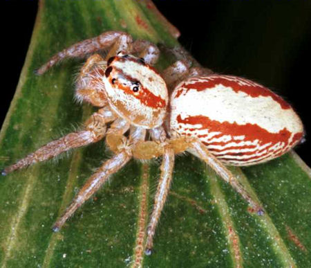 Cytaea alburna