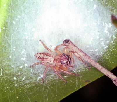 Cytaea frontagliera 