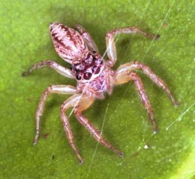 Cytaea frontagliera 