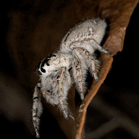 Cytaea severa