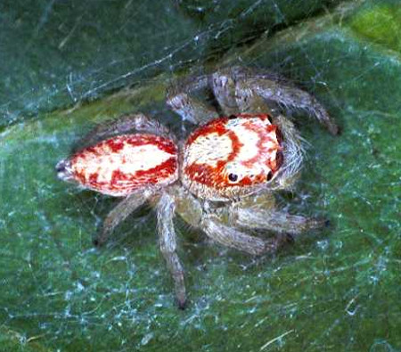 Opisthoncus_ZZ049
