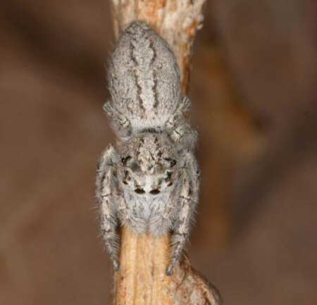 Cytaea severa