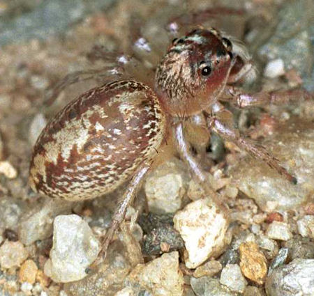 Cytaea xanthopus