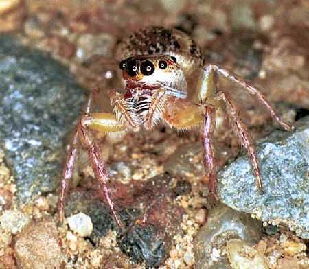 Cytaea xanthopus