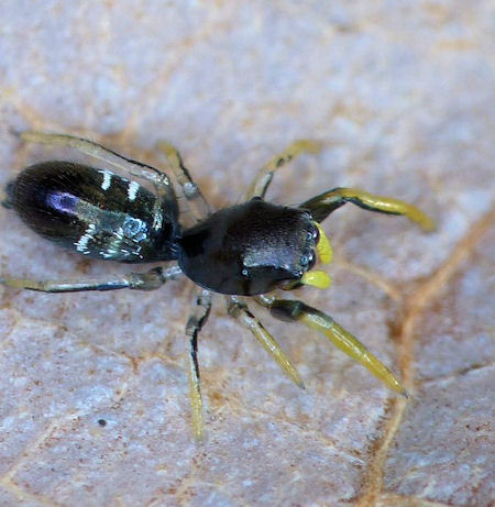 Damoetas nitidus