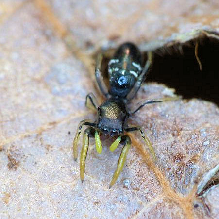 Damoetas nitidus