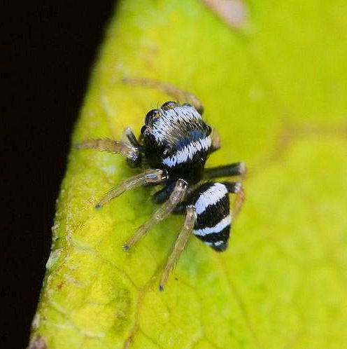 Euryattus bleekeri